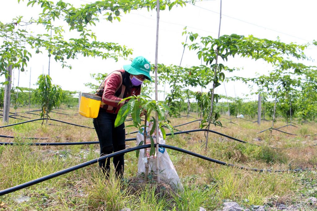 Tây Ninh: Kết quả bước đầu của dự án trồng xoài Úc xen Chanh dây tím