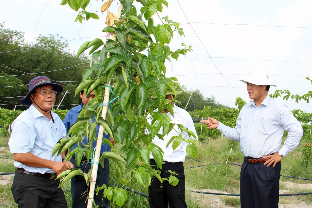 Phó Chủ tịch UBND tỉnh Tây Ninh thăm Dự án nông nghiệp công nghệ cao trồng xoài Úc xen Chanh dây tím Đài Loan của Tỉnh đoàn