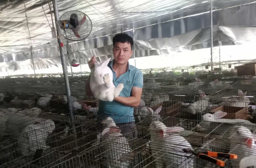 Chàng trai xứ Thanh khởi nghiệp thành công nhờ nuôi thỏ kết hợp dúi
